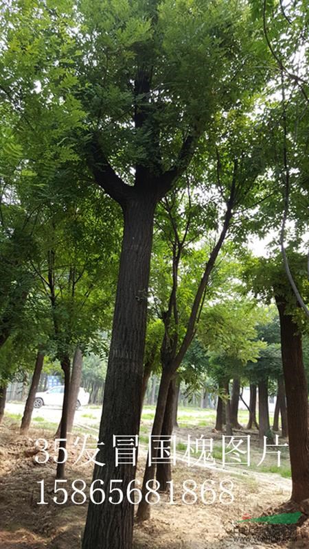 7公分紫葉李-7公分紫葉李行道路用一級(jí)苗價(jià)格