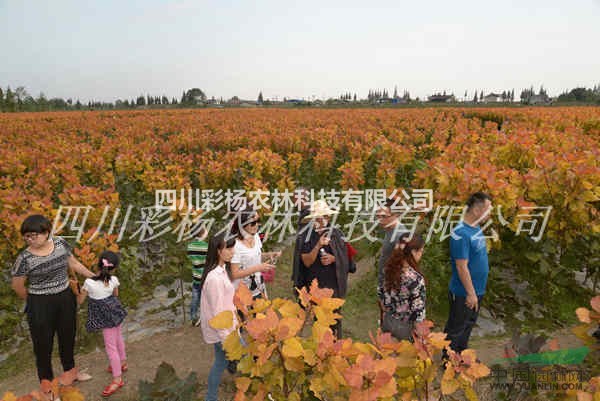 禹州景區(qū)道路規(guī)劃設計最好最新彩色樹，彩葉紅霞楊