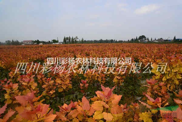 禹州景區(qū)道路規(guī)劃設計最好最新彩色樹，彩葉紅霞楊