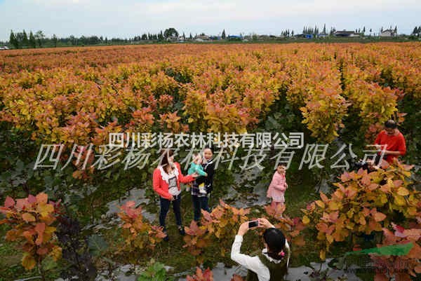 長葛景區(qū)道路規(guī)劃設(shè)計最好最新彩色樹，彩葉紅霞楊