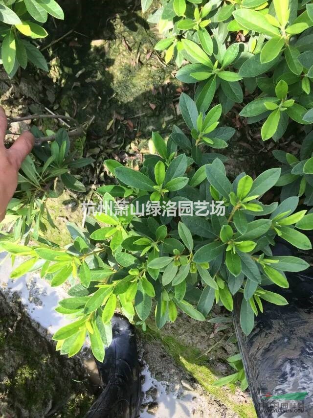 浙江省杭州市蕭山區(qū)供應(yīng)毛娟小毛球