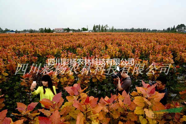 延安道路規(guī)劃設計最好最新彩色樹，彩葉紅霞楊