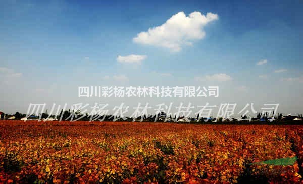 安康道路規(guī)劃設(shè)計(jì)最好最新彩色樹(shù)，彩葉紅霞楊