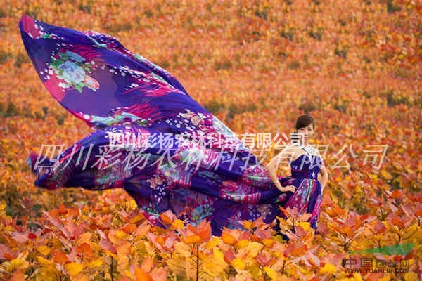 呂梁道路規(guī)劃設(shè)計最好最新彩色樹，彩葉紅霞楊