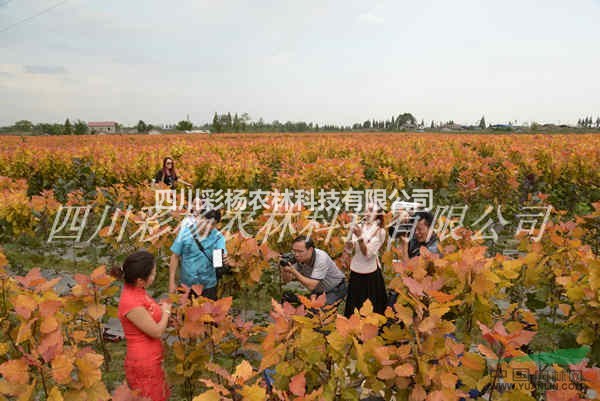 忻州道路規(guī)劃設(shè)計(jì)最好最新彩色樹(shù)，彩葉紅霞楊