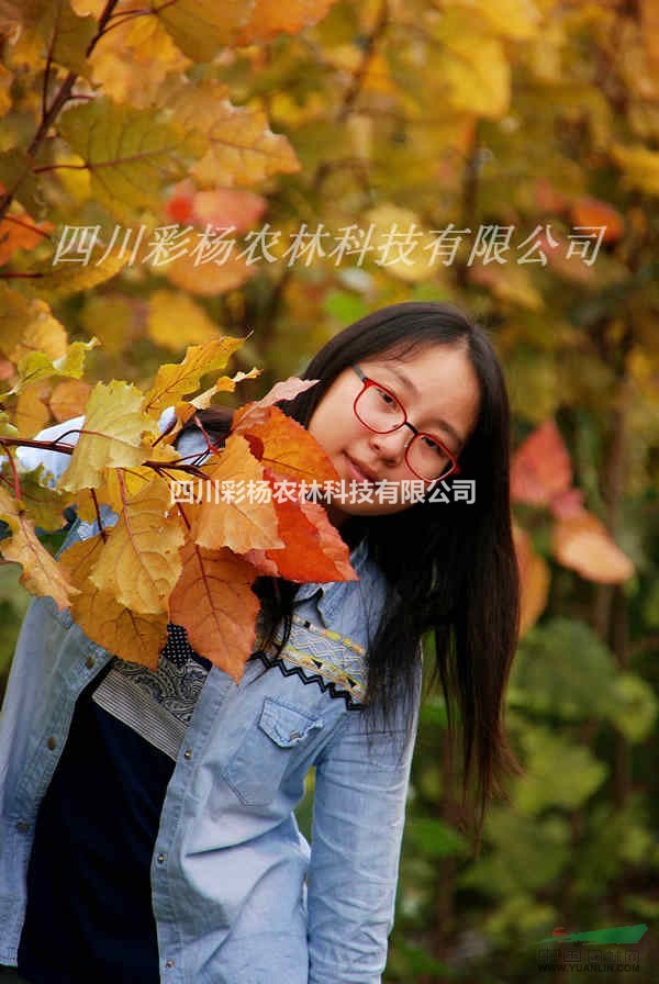 懷化道路規(guī)劃設(shè)計最好最新彩色樹，彩葉紅霞楊