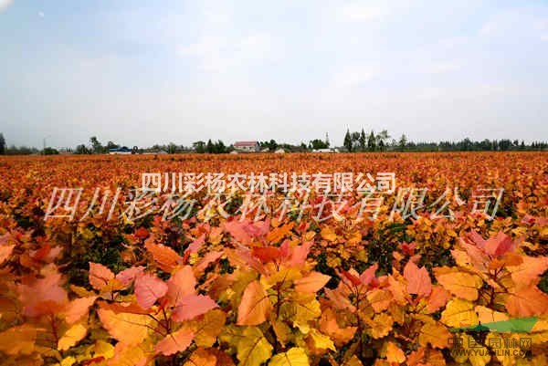 安順道路規(guī)劃設(shè)計(jì)最好最新彩色樹，彩葉紅霞楊