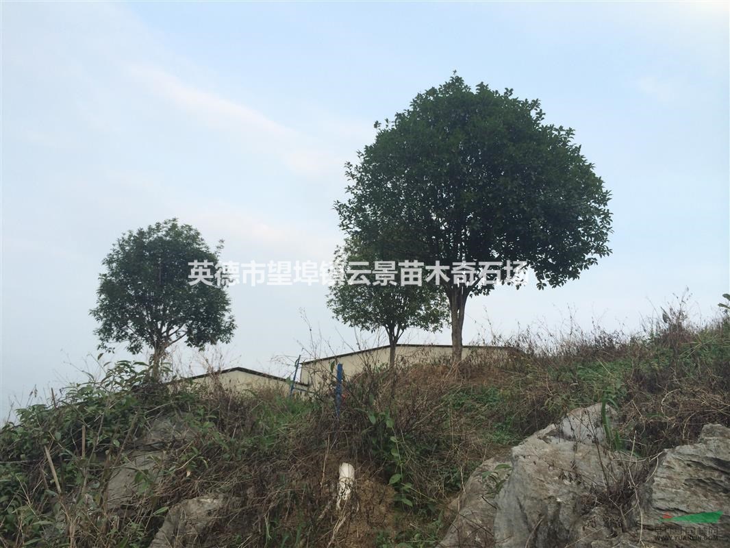 精品6桂花（八月桂)—桂花（八月桂）6图片