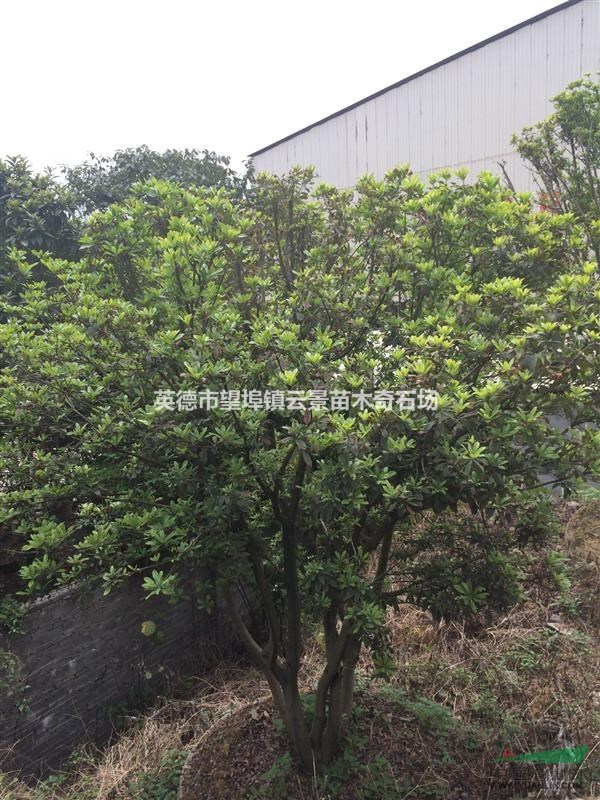 英德经典4杨梅树—4杨梅树图片