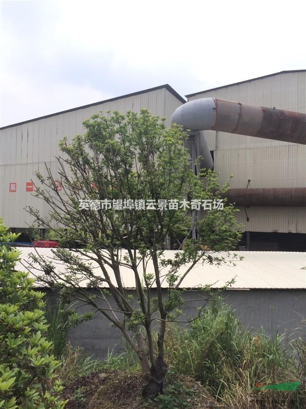 英德经典4杨梅树—4杨梅树图片