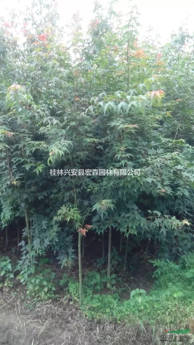 廣西桂林地徑2至5公分青楓3萬(wàn)株
