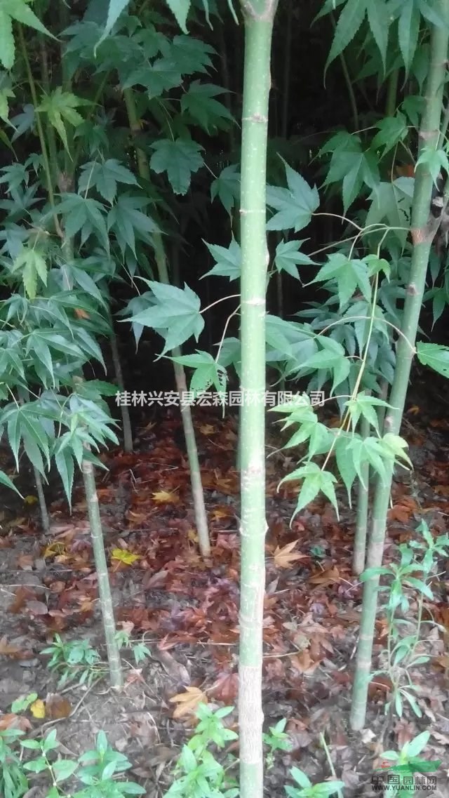 廣西桂林地徑2至5公分青楓3萬(wàn)株