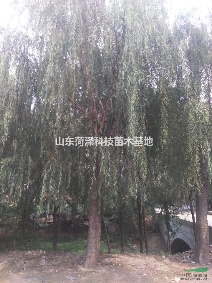 20公分欒樹價格秋季報價