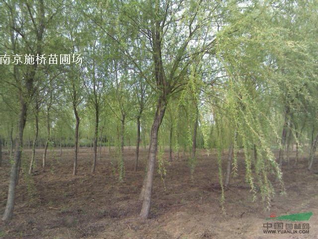 9公分垂柳價(jià)格