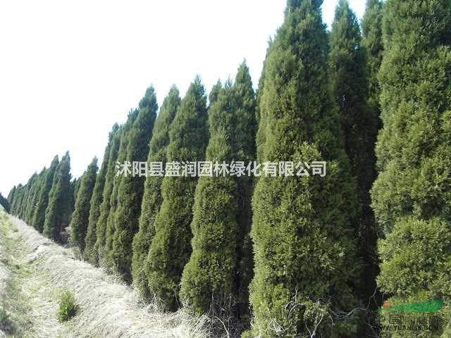 蜀檜、龍柏球、紅梅