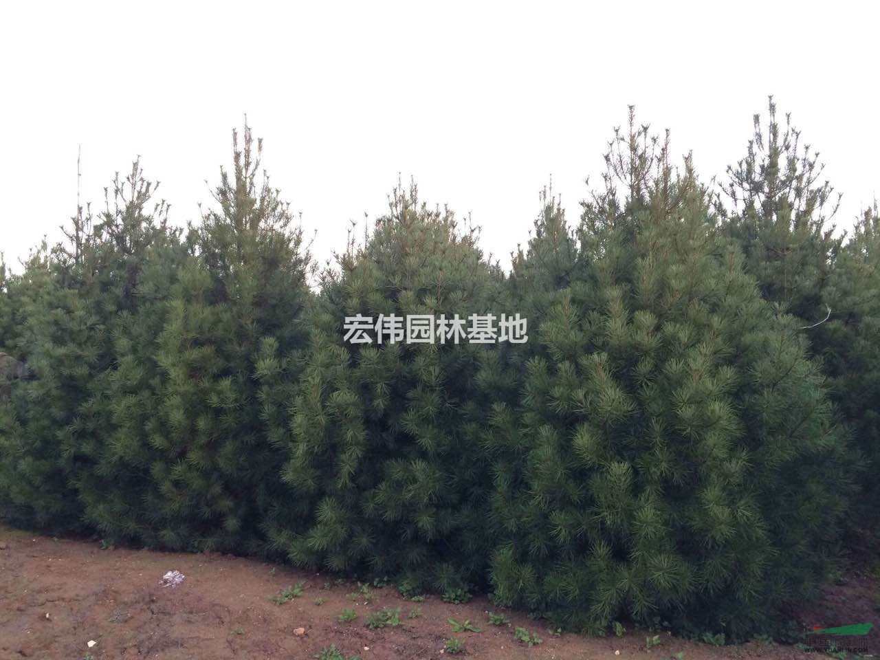 陜西周至供應高3米白皮松
