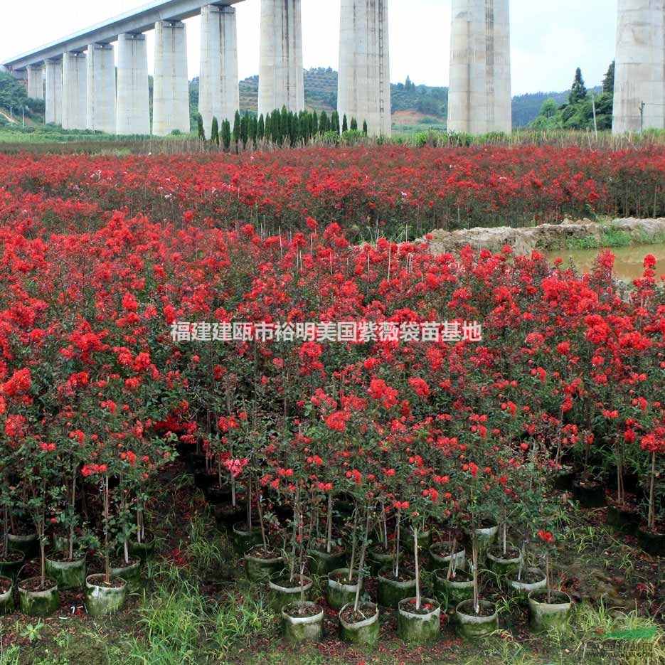 紅火箭紫薇行情走勢 未來紅火箭紫薇的發(fā)展方向 福建紅火箭紫薇