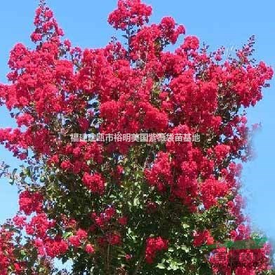 紅火箭紫薇行情走勢 未來紅火箭紫薇的發(fā)展方向 福建紅火箭紫薇
