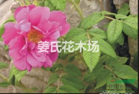 哪里有玫瑰花月季花杯苗薔薇花迎春花月季玫瑰小苗價格優(yōu)惠