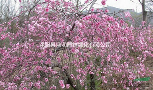 垂梅、木槿、丁香、