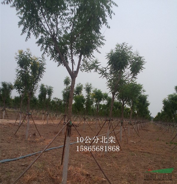 3公分紫葉李價(jià)格