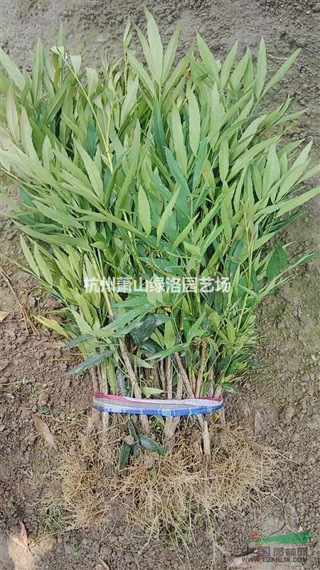 浙江省杭州市蕭山區(qū)供應(yīng)十大功勞