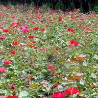 藤本薔薇、花菖蒲、香蒲、蘆葦、