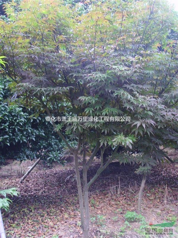 紅楓，2015年紅楓價格，浙江紅楓