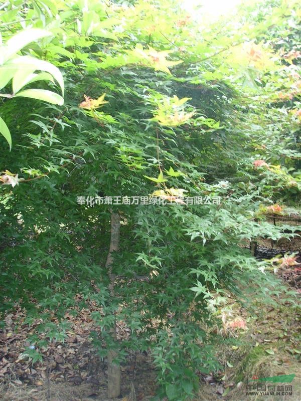 紅楓，2015年紅楓價格，2015年紅楓供應(yīng)，6-7公分紅楓