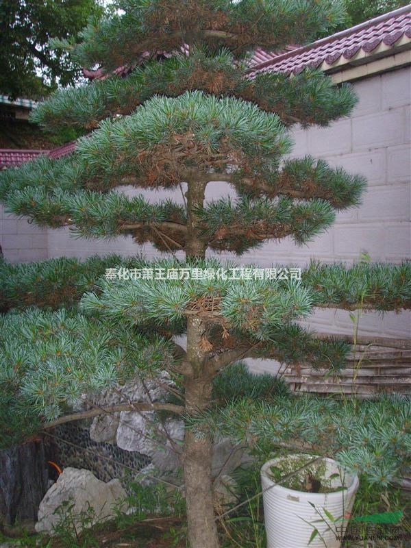五針?biāo)?，造型五針?biāo)蓛r(jià)格，造型五針?biāo)晒?yīng)，造型五針?biāo)蓤D片
