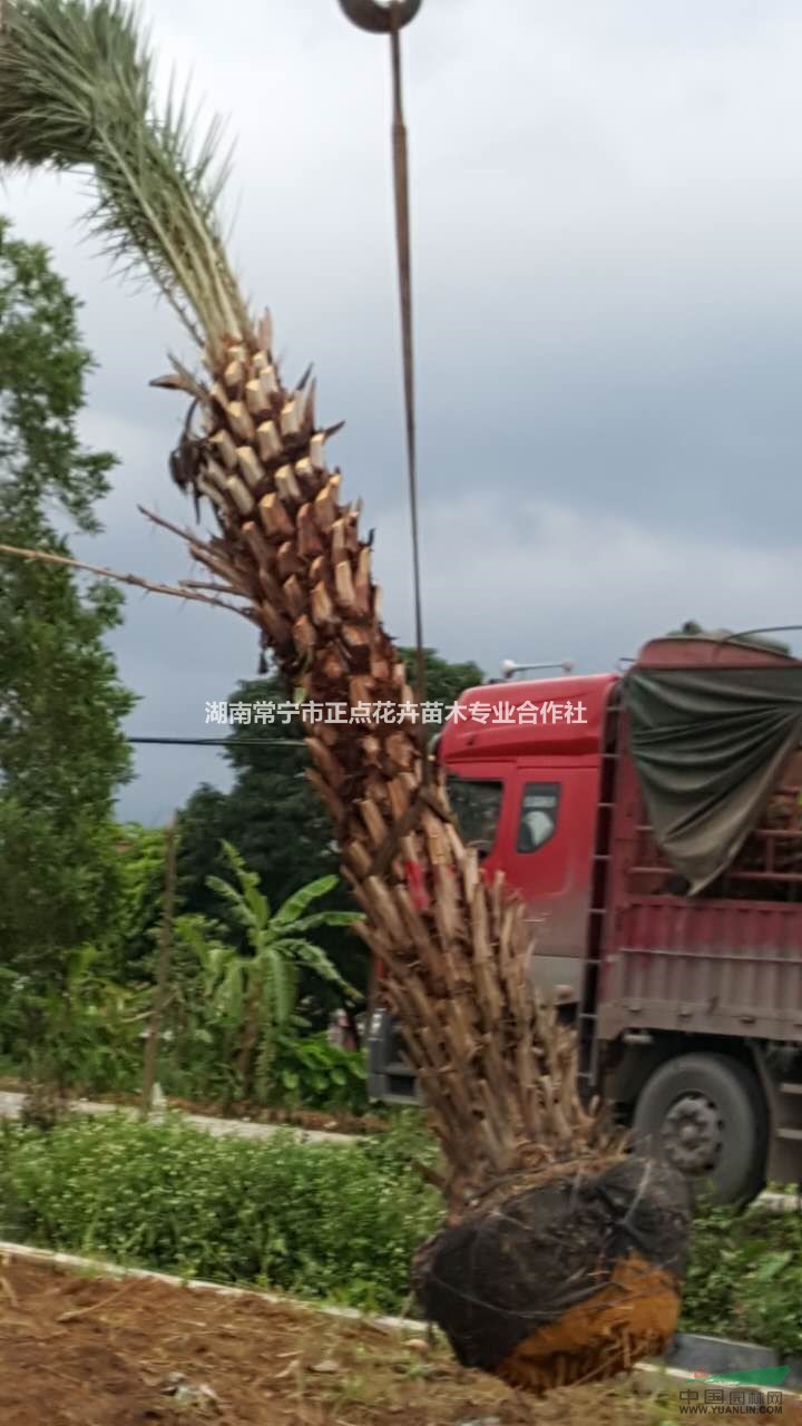 湖南老人葵價(jià)格，花卉，中東海棗，楠木，榆樹(shù)，羅漢松，