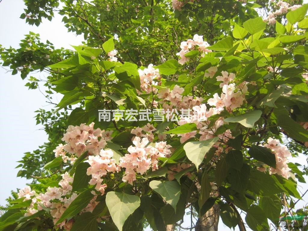 大葉女貞價格行情 南京大葉女貞價格報價