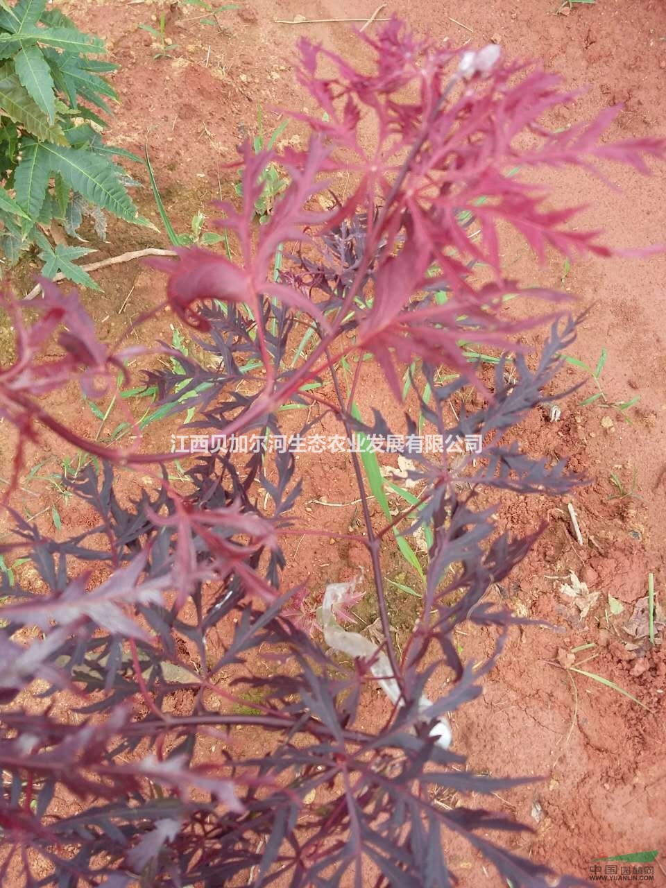江西永新大規(guī)模羽毛楓
