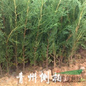 濰坊側(cè)柏基地供應(yīng)價(jià)格--山東青州多彩苗木