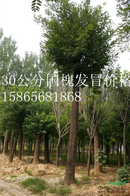 清遠(yuǎn)10公分國槐