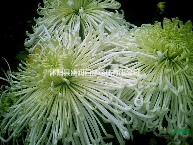 菊花、國慶菊、彩葉草、