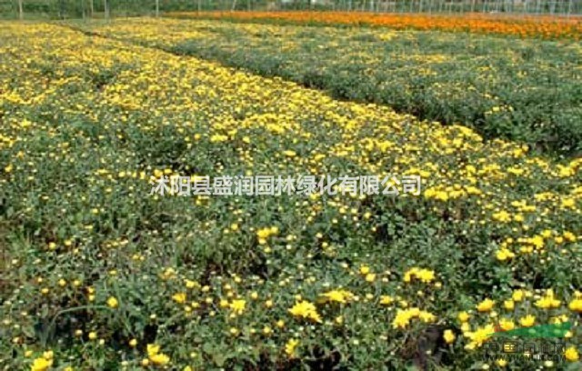 菊花、國慶菊、彩葉草、
