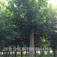 15公分白蠟-*新啲報(bào)價(jià)