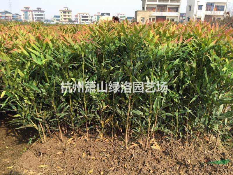 浙江省杭州市蕭山區(qū)供應(yīng)十大功勞