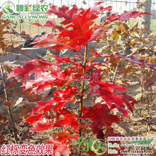 北美紅櫟 生長速度較快 耐寒性強 江西北美紅櫟小苗供應(yīng)包成活