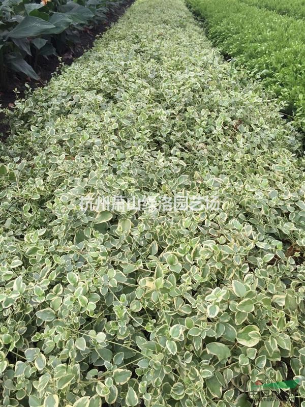 浙江省杭州市蕭山區(qū)供應(yīng)長(zhǎng)春藤、花葉蔓杯苗