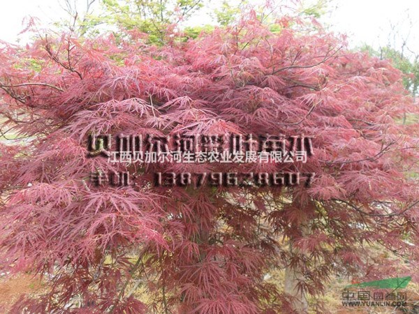 江西永新大規(guī)模羽毛楓