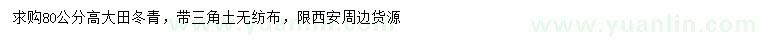 求購80公分高大田冬青