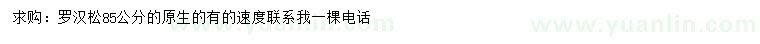 求購85公分羅漢松