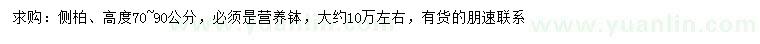 求購高70-90公分側(cè)柏