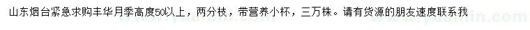 求購高50公分以上豐華月季