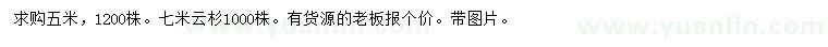 求購7米云杉