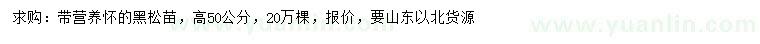 求購高50公分黑松苗