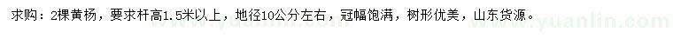 求購高1.5米以上黃楊