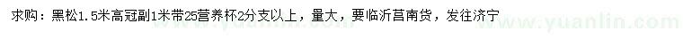 求購高1.5米黑松